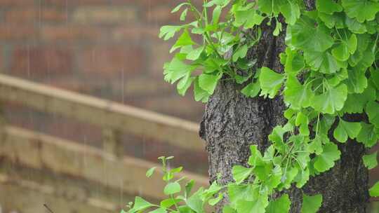 4K拍摄梅雨季节雨水拍打在植物上