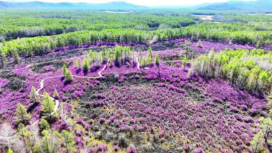 内蒙古达尔滨湖火山岩杜鹃花绽放