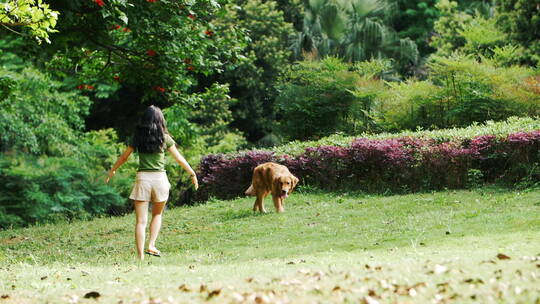 美女和宠物狗金毛犬在公园里玩耍奔跑慢镜头视频素材模板下载