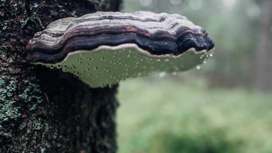 长在树上的蘑菇带着水滴特写