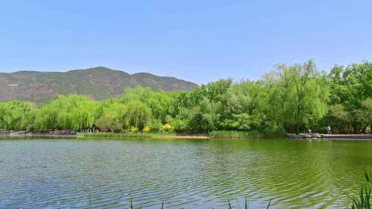 春天的公园湖水绿水青山