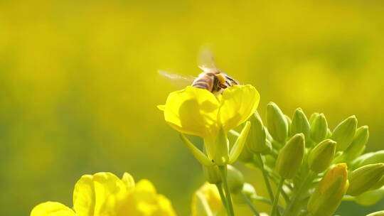 特写慢镜头春天花海的蜜蜂采蜜