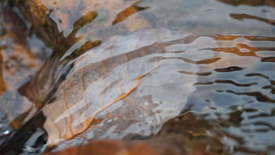 流水 小溪 生命源泉 流动的水 慢放 清水