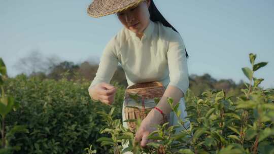 采茶姑娘 实拍春茶素材