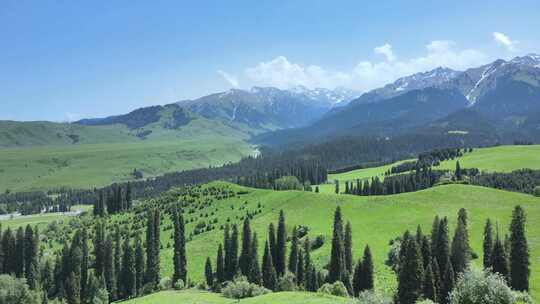 恰西伊犁新疆航拍草原雪山森林