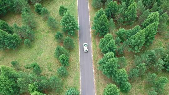 航拍行驶在乌兰布统草原树林中的汽车
