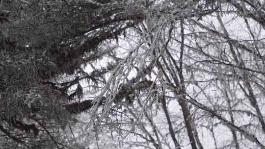 森林树枝冰雪覆盖视频素材模板下载