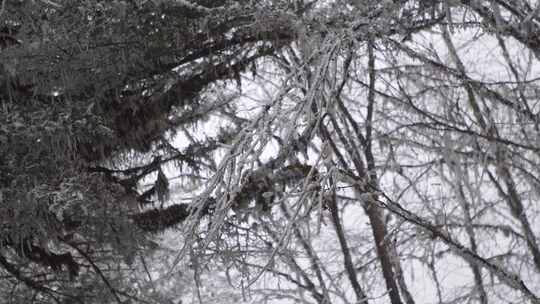 森林树枝冰雪覆盖