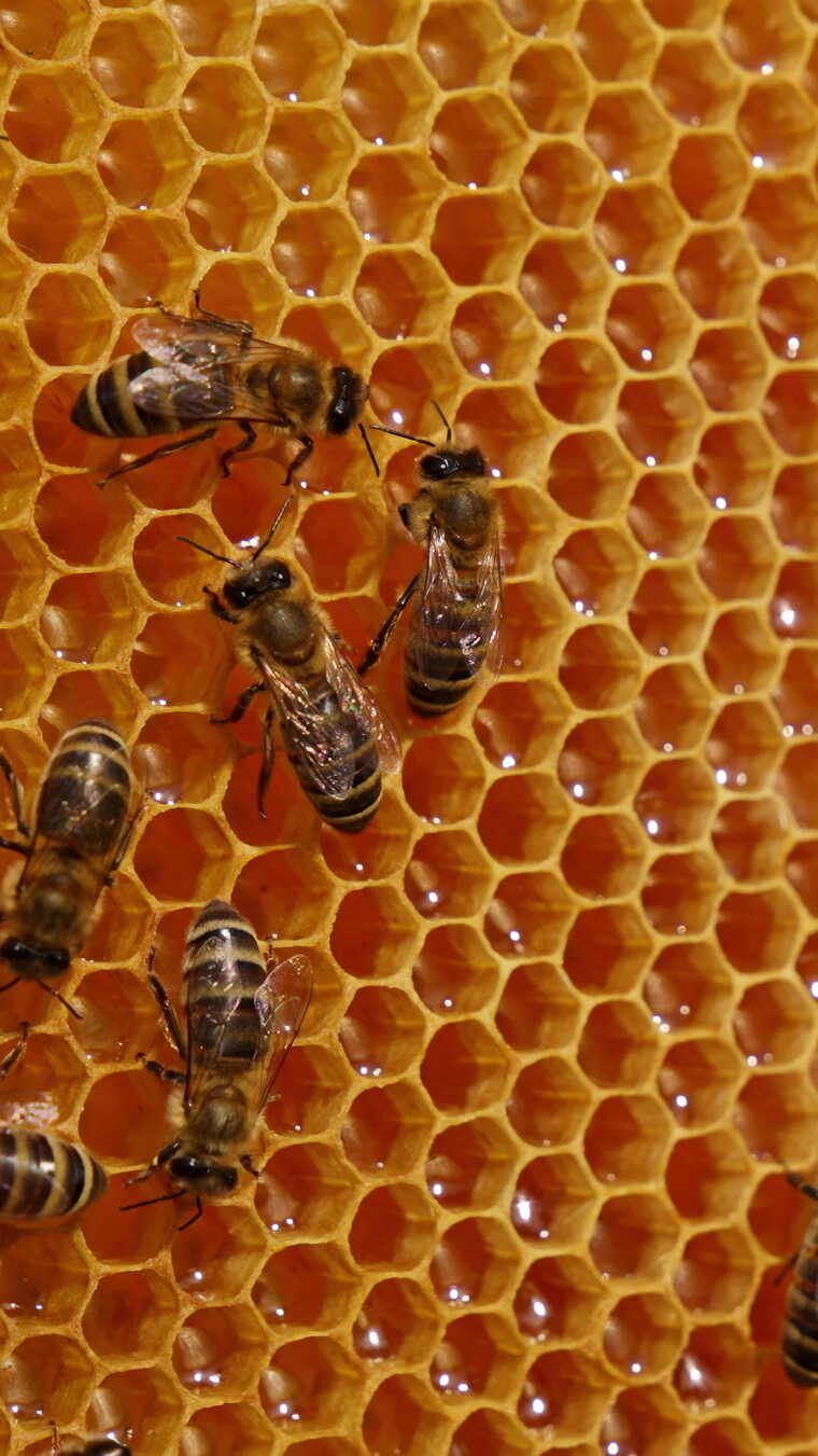 蜜蜂生产蜂蜜并整理蜡细胞。勤劳的昆虫走过