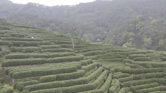 杭州西湖梅家坞茶园茶山