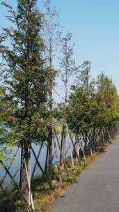 快进X10 旅游景区武汉东湖唯美道路竖屏