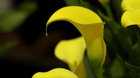 花园里漂亮的黄色百合花