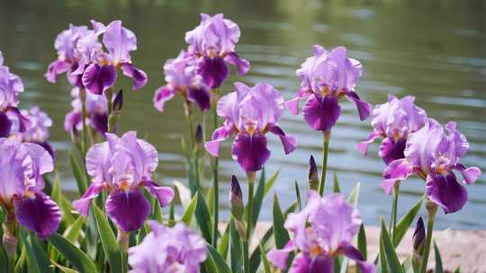 紫色鸢尾花盛开唯美自然植物视频
