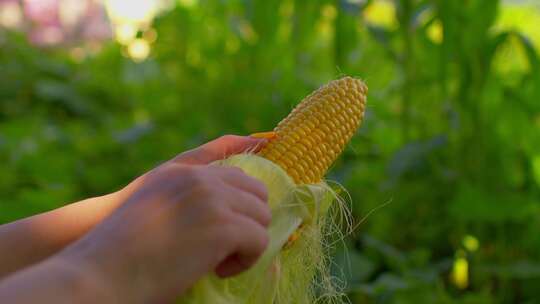 新鲜玉米甜玉米蔬菜农业粮食营养食材