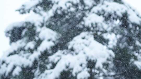 冬天雪景树林雾凇