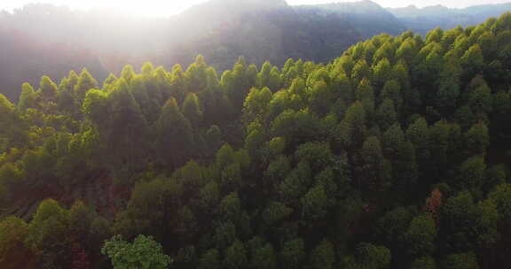 航拍大山风景森林林场早晨阳光美丽自然素材