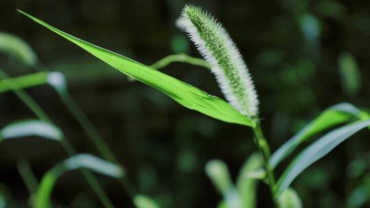 狗尾巴草