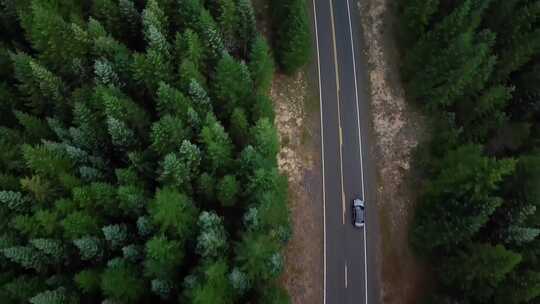 车辆在森林中的道路前行视频素材模板下载