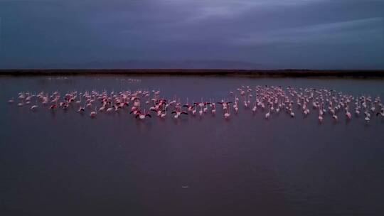 火烈鸟栖息地生物多样性