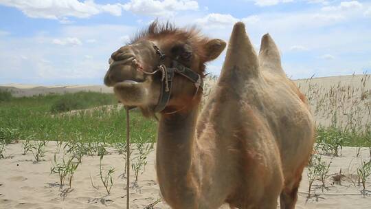 骆驼在塔克拉玛干沙漠视频素材模板下载