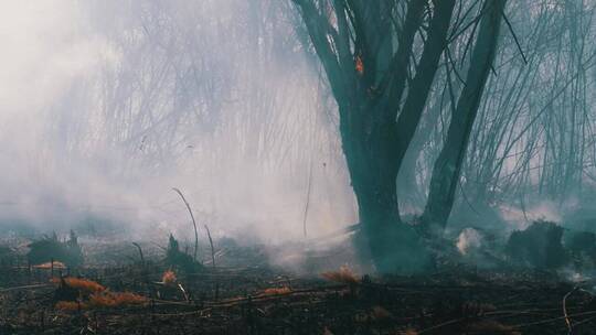 森林里着火的树