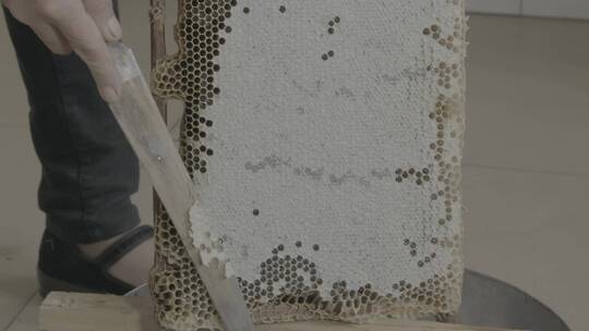 割蜜摇蜜取蜂蜜LOG视频素材模板下载