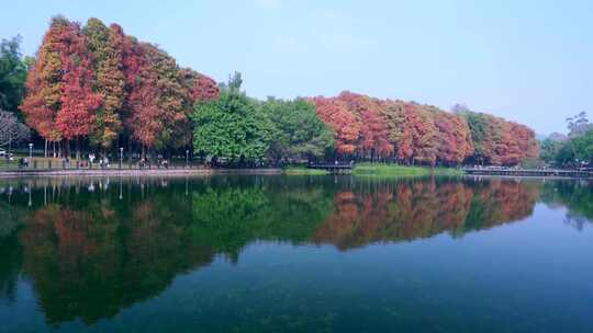 广州麓湖公园落羽杉山林湖景自然风光