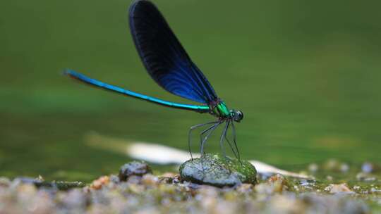 只黑蓝色的黑蟌 翅膀是蓝色的蜻蜓视频素材模板下载