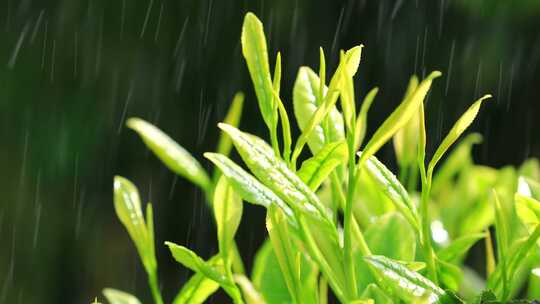 茶叶广告宣传 清明谷雨 茶叶嫩芽特写