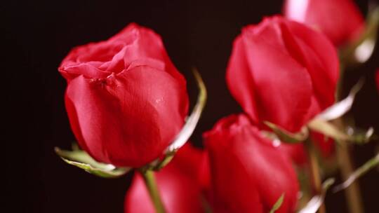 家具生活品味装饰爱情表白红玫瑰花视频素材模板下载