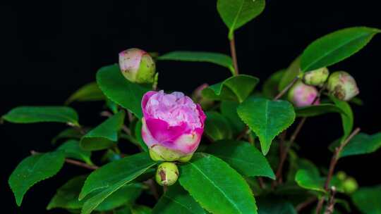 茶花花开延时拍摄