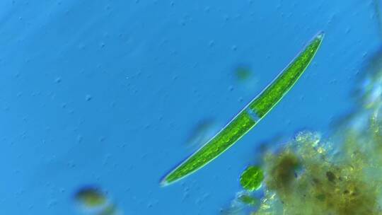 显微镜下的微观世界微生物 新月藻1