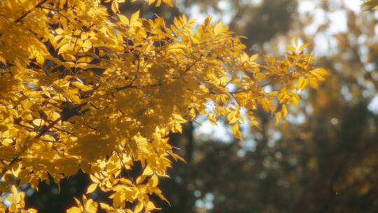 秋天的树木景观视频素材模板下载