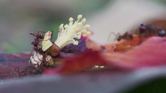红蚁在红芙蓉落花花瓣上觅食的特写镜头视频素材模板下载
