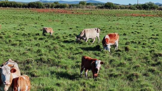 牛群在草地上吃草视频素材模板下载