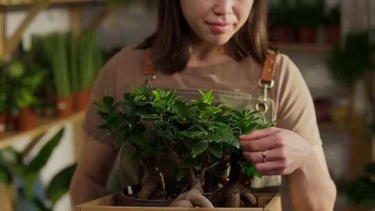 女人，控股，盆栽植物，工人