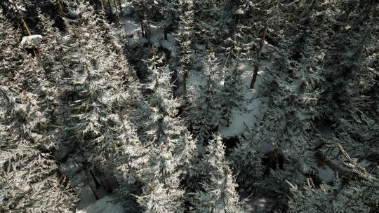 宁静白雪覆盖的森林令人叹为观止的鸟瞰图