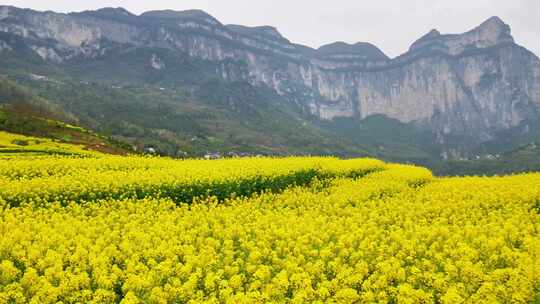 合集组镜春天大山绝壁油菜花花海航拍