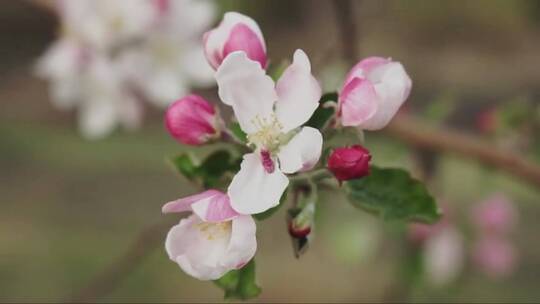 春天盛开的苹果树