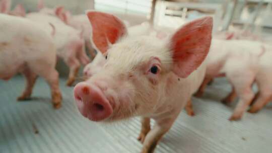 4K 小猪进口猪 野猪 养殖 养猪 白猪 猪肉视频素材模板下载