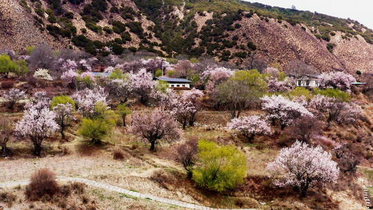 西藏林芝米林桃花乡村