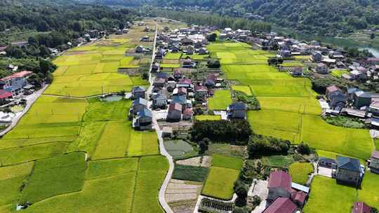 秋天美丽乡村田园金黄稻田农业种植航拍