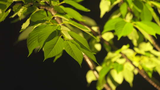 江南的绿 绿色 植物 森林 4K 倒影 green视频素材模板下载