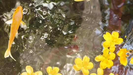 水中鱼花 水中花和鱼 转场空镜 鱼花素材