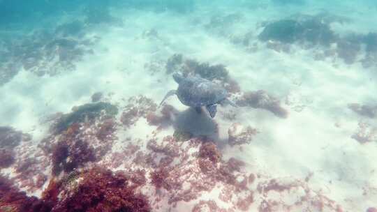 海龟，海洋生物，海洋，海