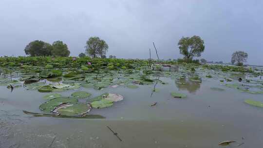 荷花塘 莲藕 湿地环境 湖水养殖