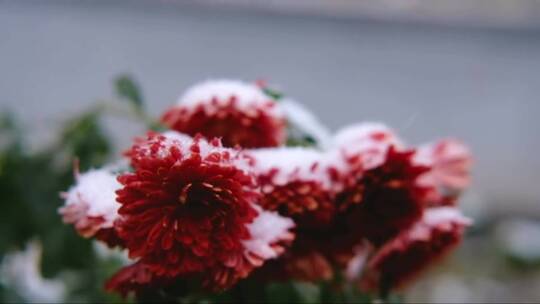 雪下绿叶的红菊花。第一场雪