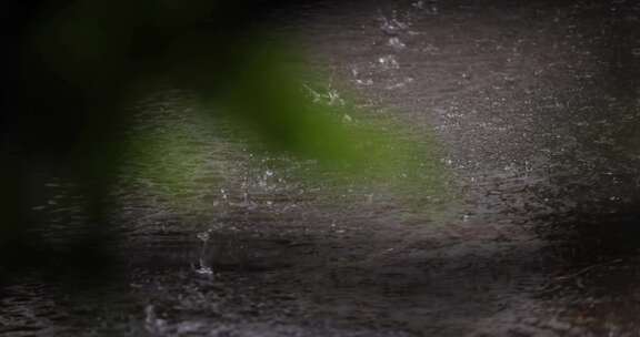 西湖下雨雨中柳树树枝合集