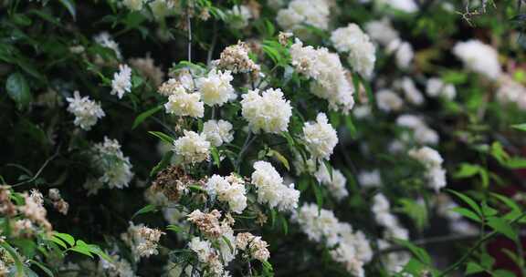 绵绵春雨木香花谷雨苏州平江路春天花海古建