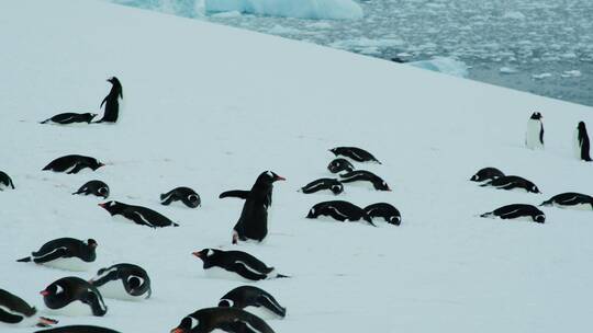 南极大陆企鹅